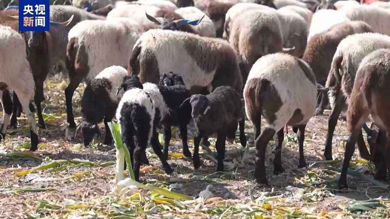 新春走基层丨下山借牧还交上了朋友 这趟“冬牧”值了