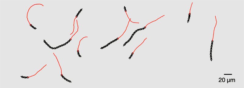  微观智能的边界突破：揭秘无需大脑的自主移动技术 IT技术