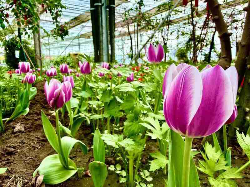  家门口的春日惊喜：呼市这个隐秘花园，让全家老小都找到了快乐 文化旅游