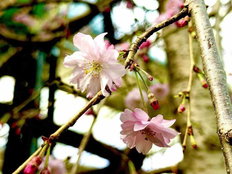  家门口的春日惊喜：呼市这个隐秘花园，让全家老小都找到了快乐 文化旅游