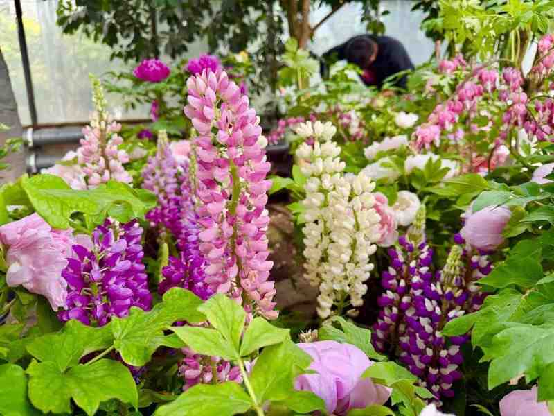  家门口的春日惊喜：呼市这个隐秘花园，让全家老小都找到了快乐 文化旅游