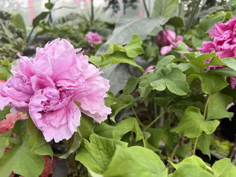  家门口的春日惊喜：呼市这个隐秘花园，让全家老小都找到了快乐 文化旅游