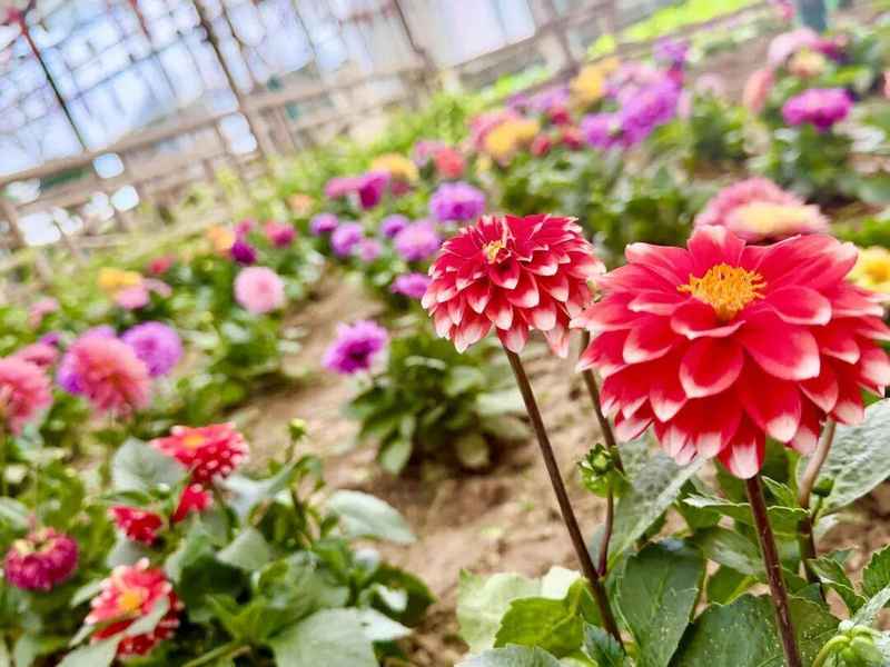  家门口的春日惊喜：呼市这个隐秘花园，让全家老小都找到了快乐 文化旅游