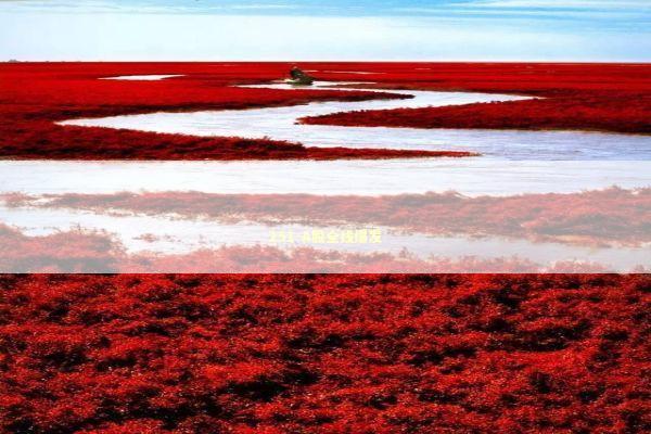 251-A股全线爆发